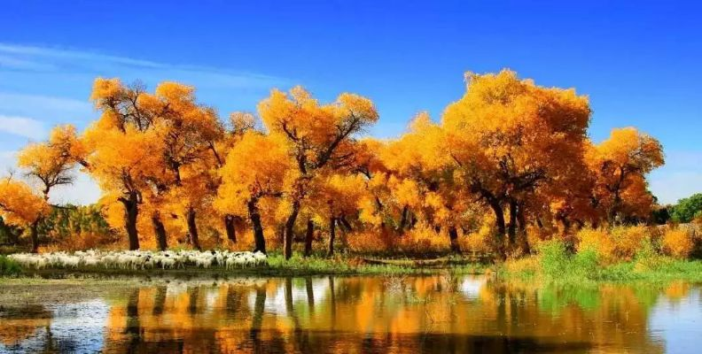 胡杨林15天天气预报，穿越千年的风与沙