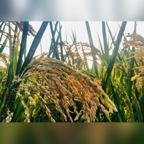 预计未来一个月天气，从秋高气爽到寒意渐浓，你准备好了吗？