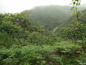 安溪天气，山的呼吸，茶的命运