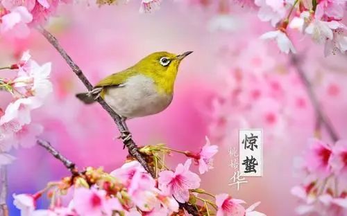 北京近15天冷暖交替，春意渐浓