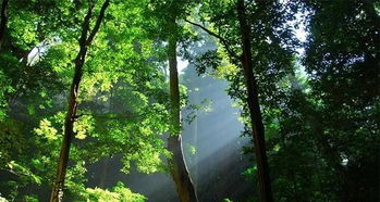 热带雨林的夏日絮语，西双版纳15天天气漫游记