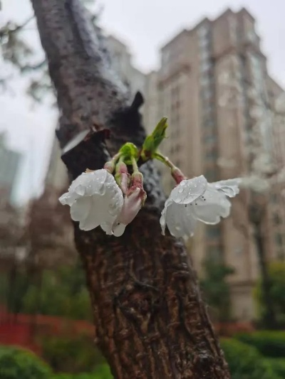 春寒料峭雨未休,最近的天气,让人有些捉摸不透 春寒料峭雨未休,最近的天气,让人有些捉摸不透