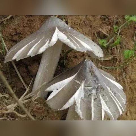 云南省未来一周天气预报，晴雨交替，气温波动需留意