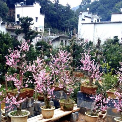 上海七天天气预报,晴雨交替,春日气息渐浓 上海七天天气预报,晴雨交替,春日气息渐浓